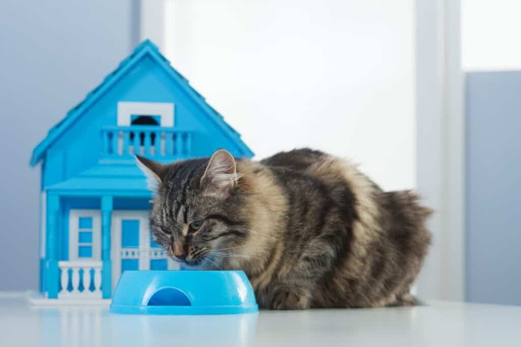 A cat, model house, and cat bowl