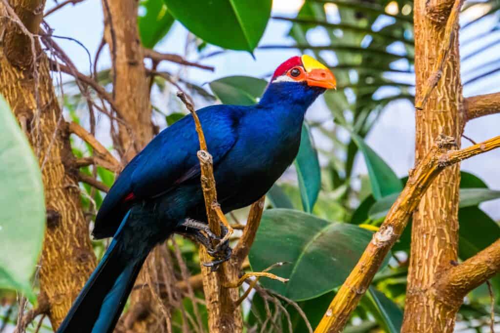 A violet turaco