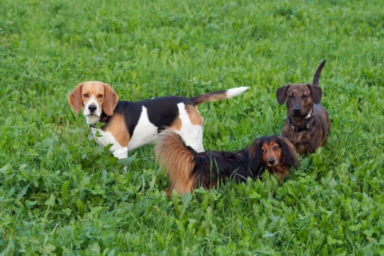 Dogs in the meadow